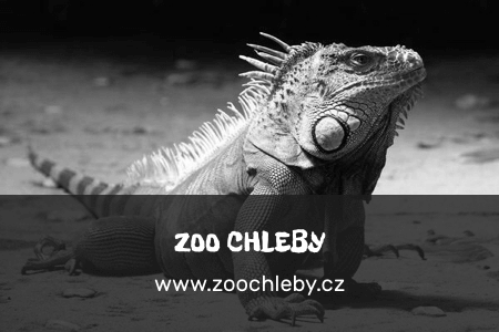 zoo_Chleby_gray
