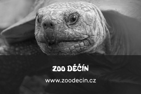 zoo_Decin_gray