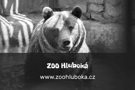 zoo_Hluboka_gray