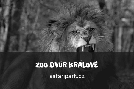 zoo_Hradec_gray