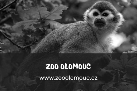 zoo_Olomouc_gray