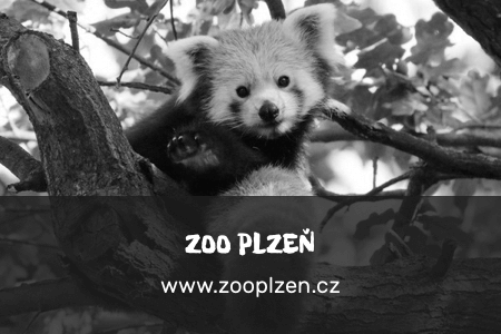 zoo_Plzen_gray