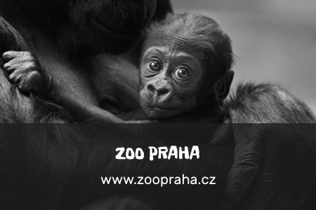 zoo_Praha_gray