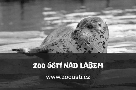 zoo_UL_gray