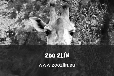 zoo_Zlin_gray